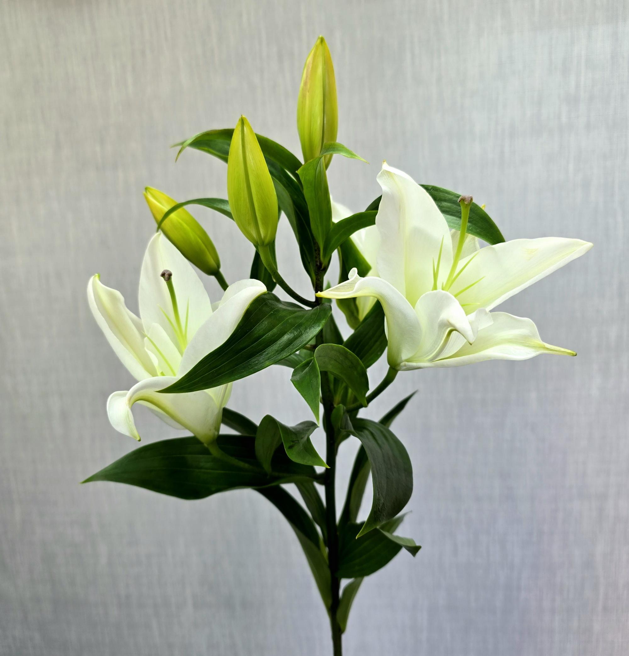 Лилии
